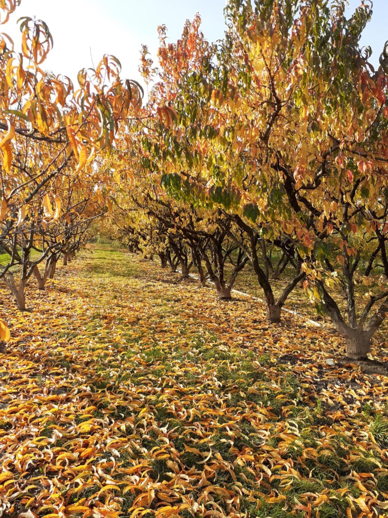 Aux Pieds Des Vignes Acomodação com café da manhã Ingersheim Exterior foto