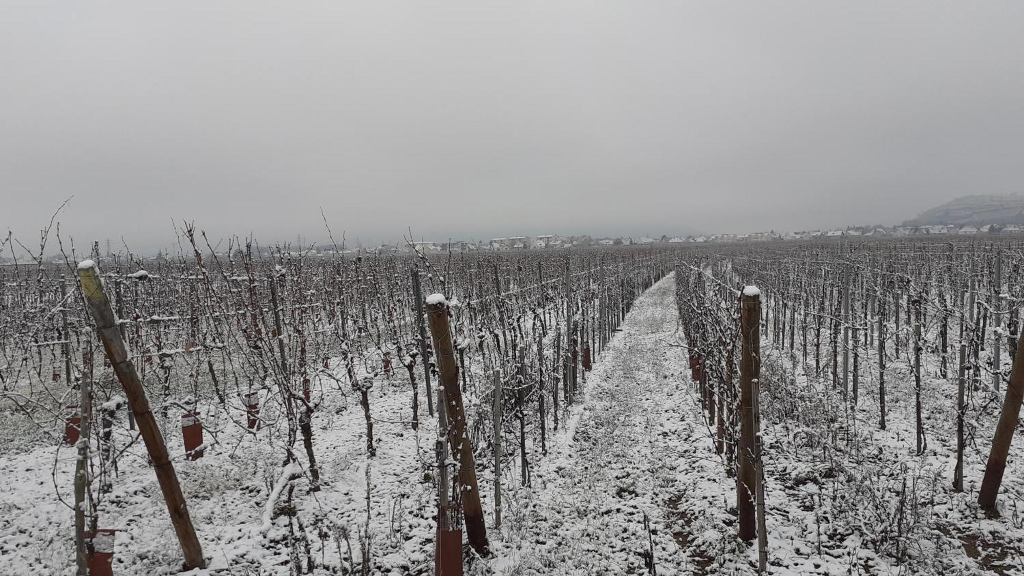 Aux Pieds Des Vignes Acomodação com café da manhã Ingersheim Exterior foto